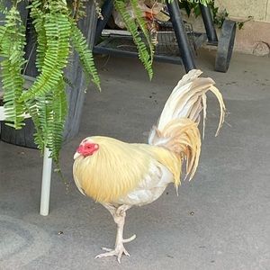 Meet your Posher, Kyara